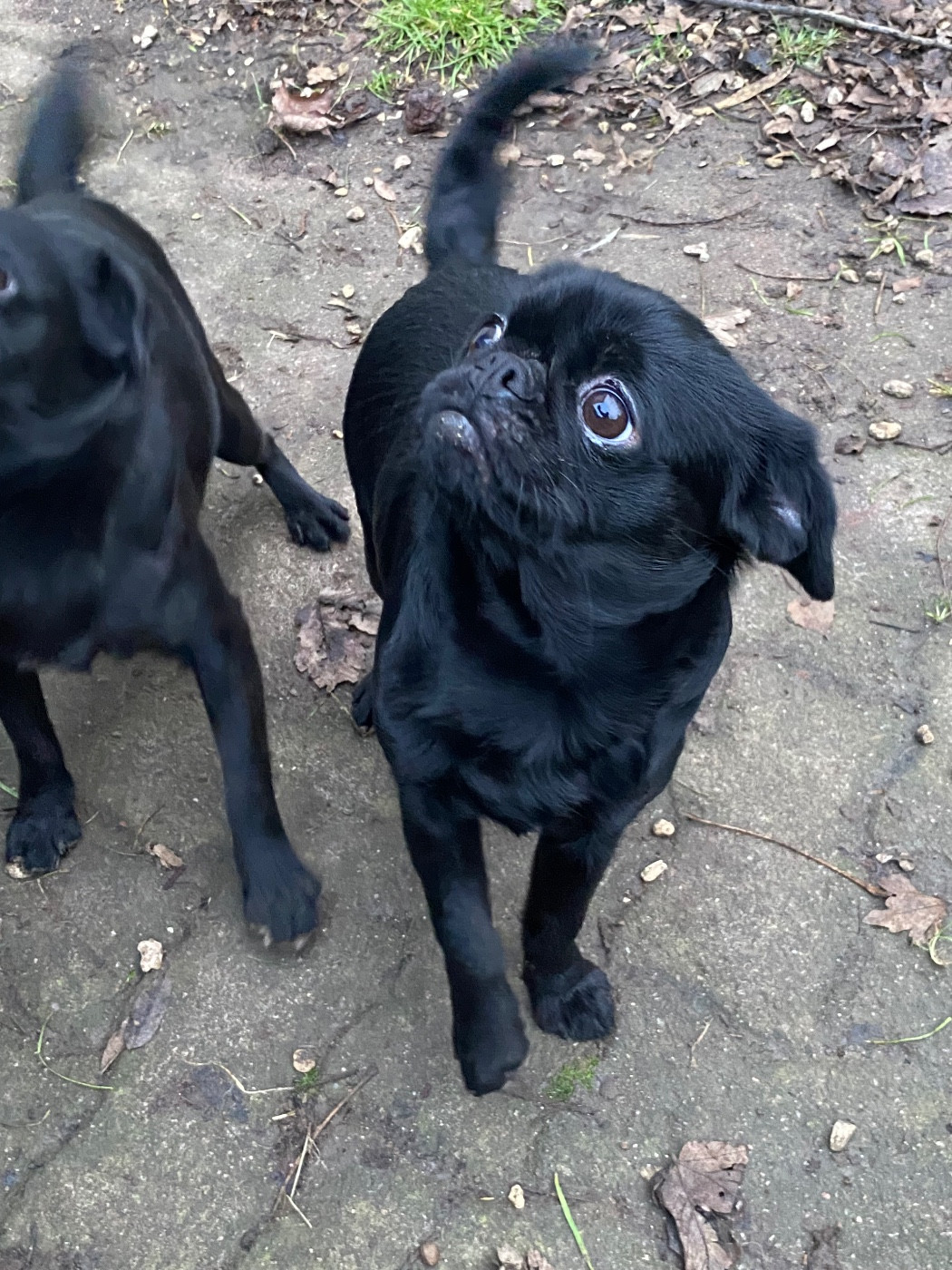 Ursula des terres de phoebus