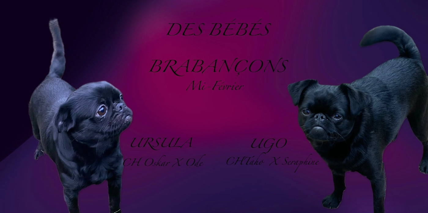 LES BÉBÉS BRABANÇON SONT LÀ !!!