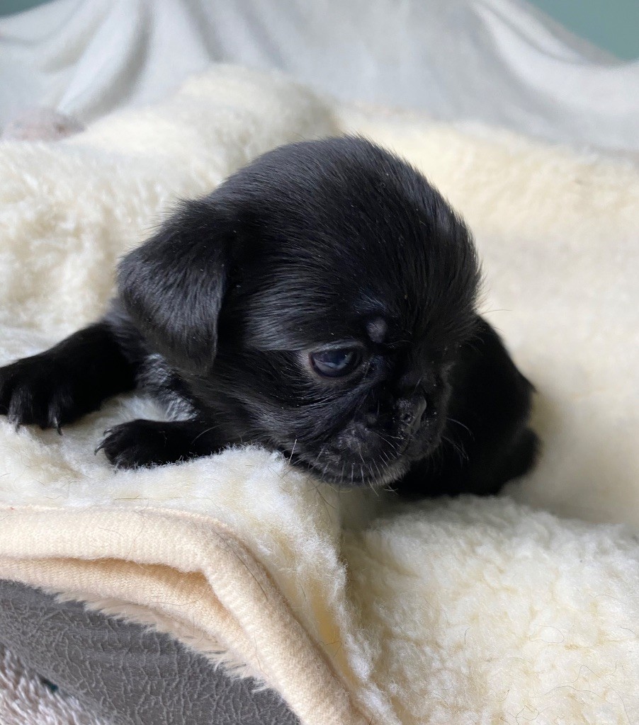 des terres de phoebus - Chiots disponibles - Petit Brabançon