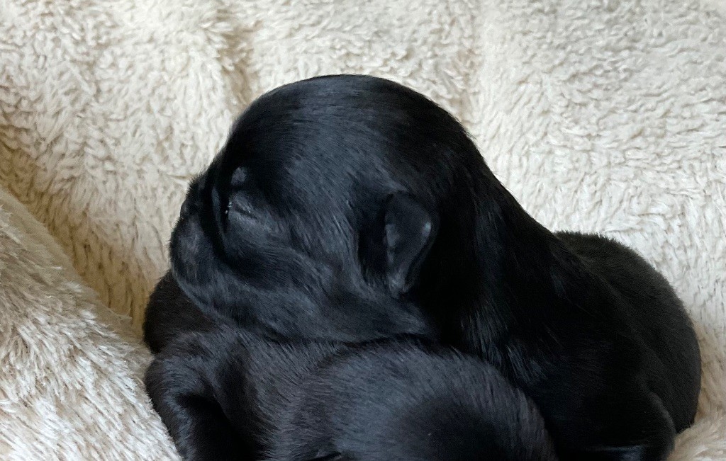 des terres de phoebus - Chiots disponibles - Petit Brabançon