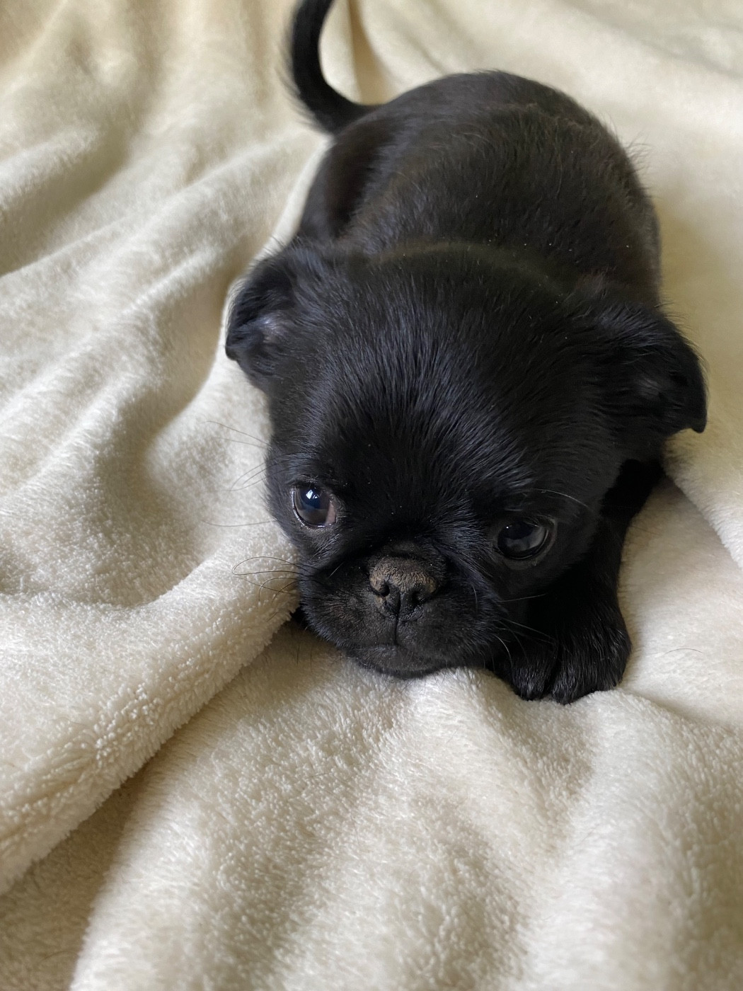 des terres de phoebus - Chiots disponibles - Petit Brabançon