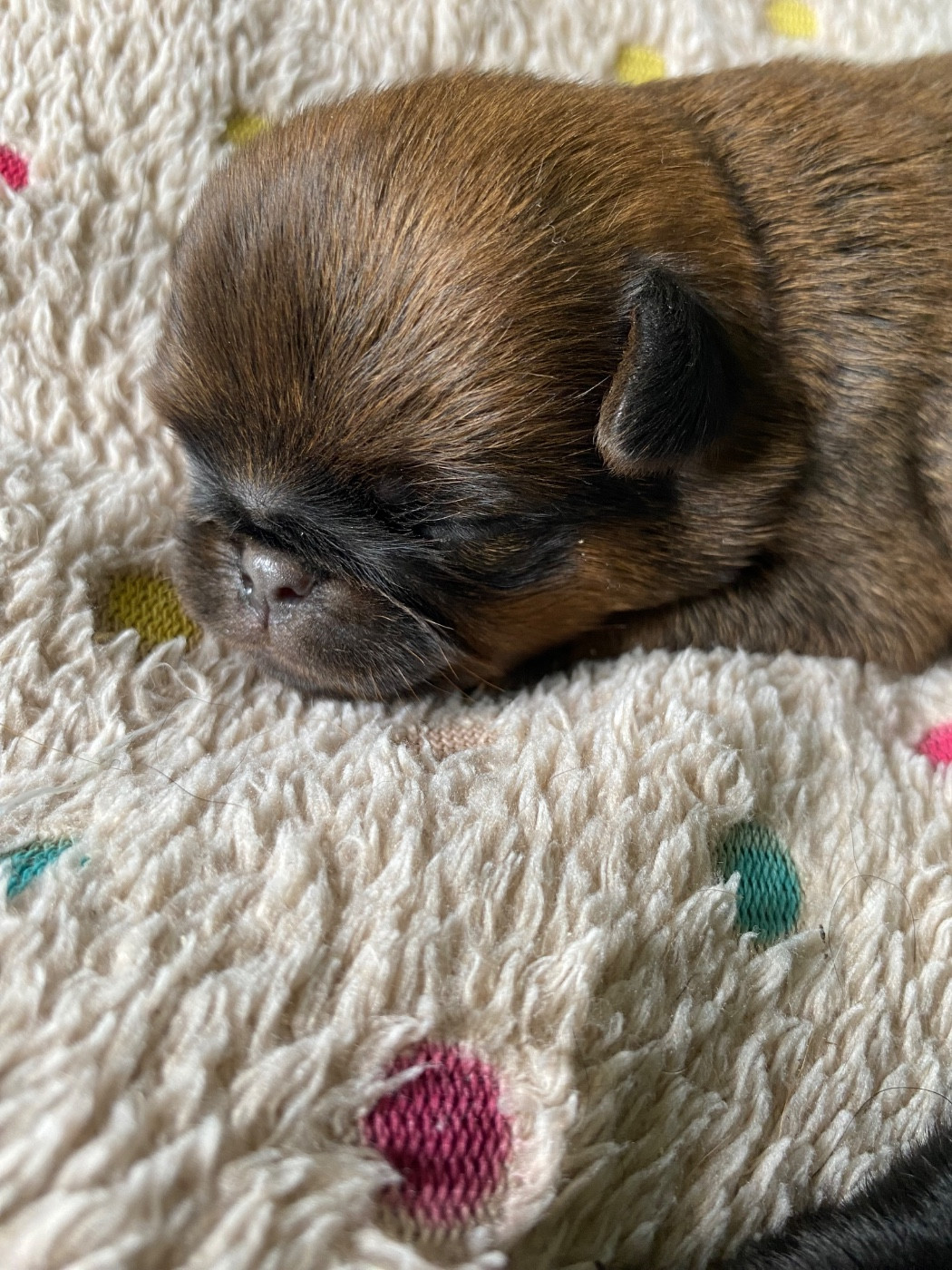 des terres de phoebus - Chiots disponibles - Petit Brabançon