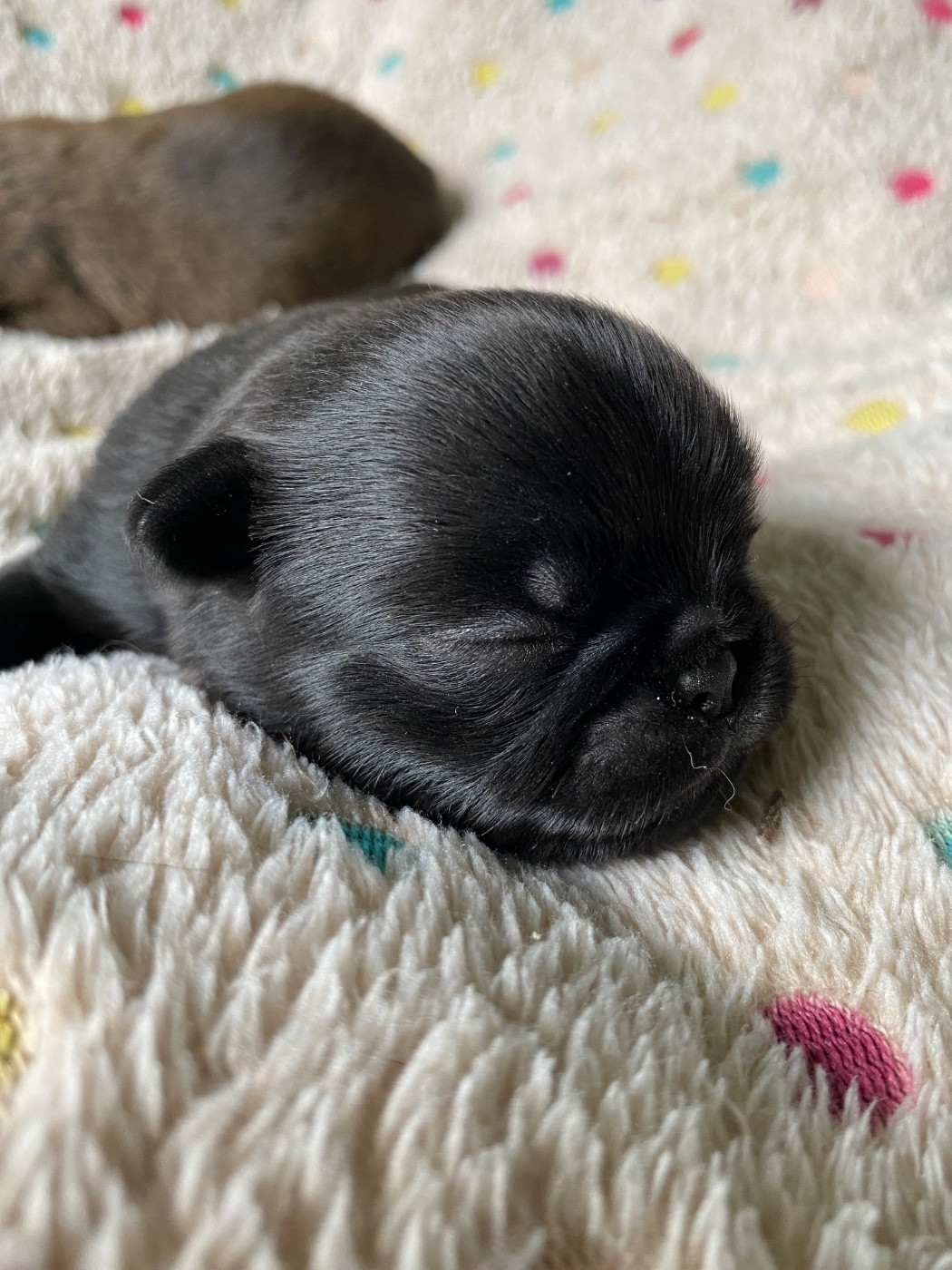 des terres de phoebus - Chiots disponibles - Petit Brabançon