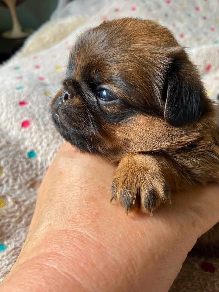 des terres de phoebus - Chiots disponibles - Petit Brabançon