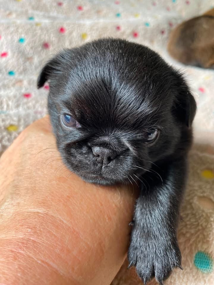 des terres de phoebus - Chiots disponibles - Petit Brabançon