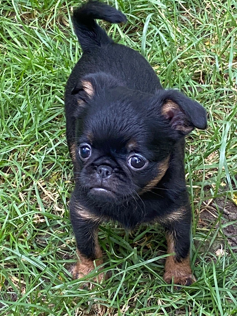 des terres de phoebus - Chiots disponibles - Petit Brabançon