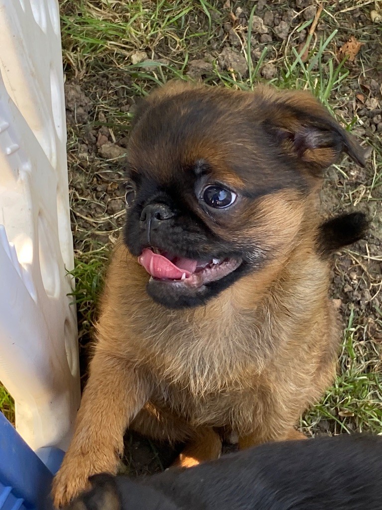 des terres de phoebus - Chiots disponibles - Petit Brabançon