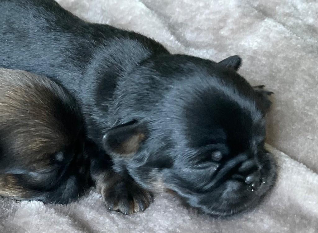 des terres de phoebus - Chiots disponibles - Petit Brabançon