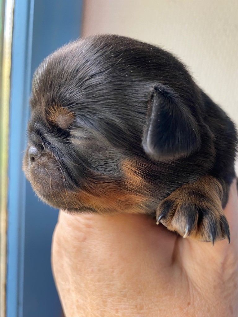 des terres de phoebus - Chiots disponibles - Petit Brabançon
