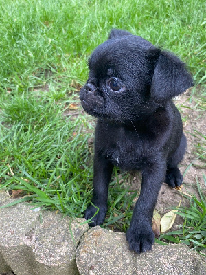A-Dixie