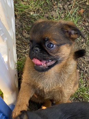 CHIOT 1