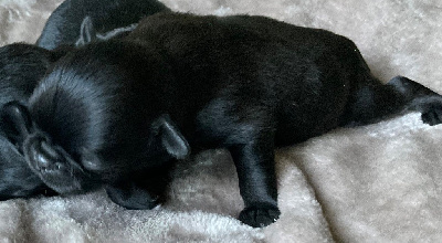 CHIOT 3