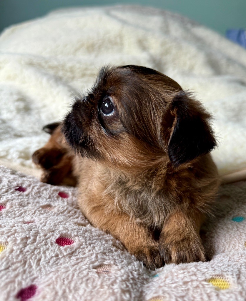 des terres de phoebus - Chiots disponibles - Griffon belge