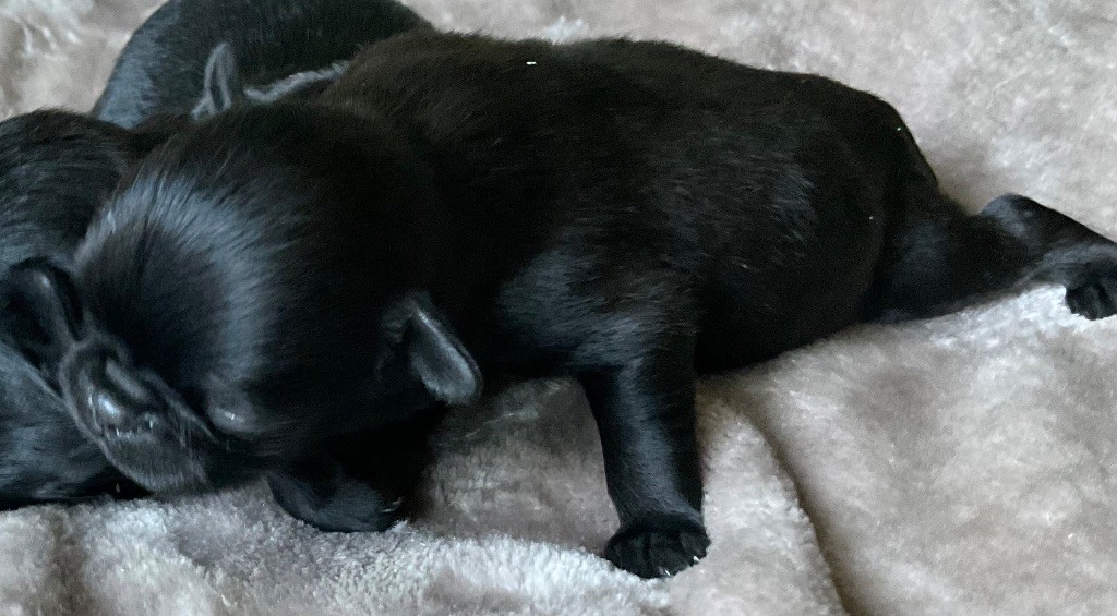 des terres de phoebus - Chiots disponibles - Petit Brabançon