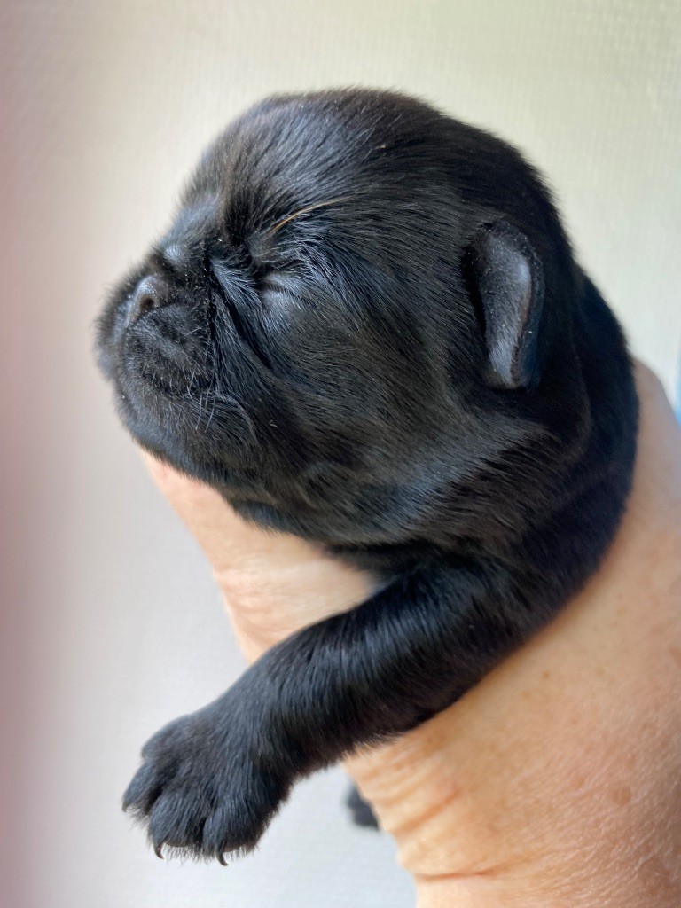 des terres de phoebus - Chiots disponibles - Petit Brabançon