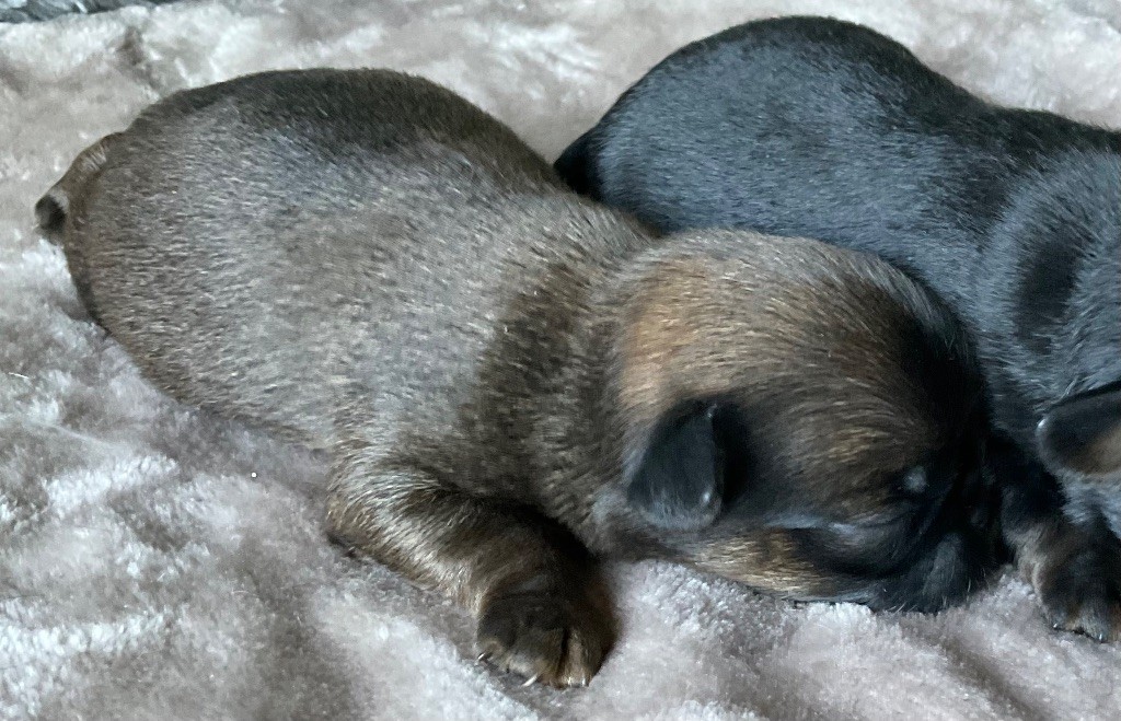 des terres de phoebus - Chiots disponibles - Petit Brabançon